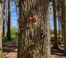 Flechten und Kiefernwälder