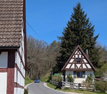 Flechten und Kiefernwälder