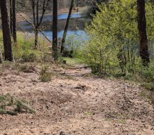 Flechten und Kiefernwälder