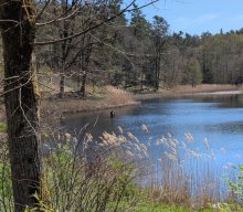 Flechten und Kiefernwälder
