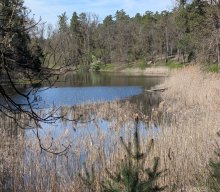Flechten und Kiefernwälder