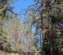 Flechten und Kiefernwälder
