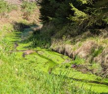Flechten und Kiefernwälder
