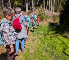 Flechten und Kiefernwälder