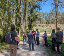 Flechten und Kiefernwälder