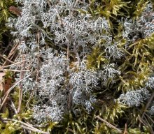 Flechten und Kiefernwälder
