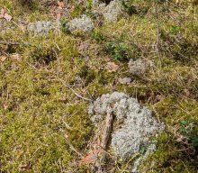 Flechten und Kiefernwälder