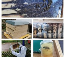 Bienen
