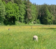 Themenwanderung "Wasser" Ranna