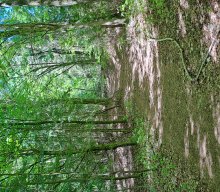 Wanderung &amp; Dampfbahn 2025